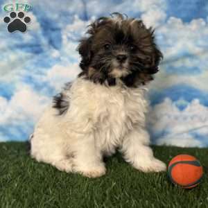 Chevelle, Shih-Poo Puppy